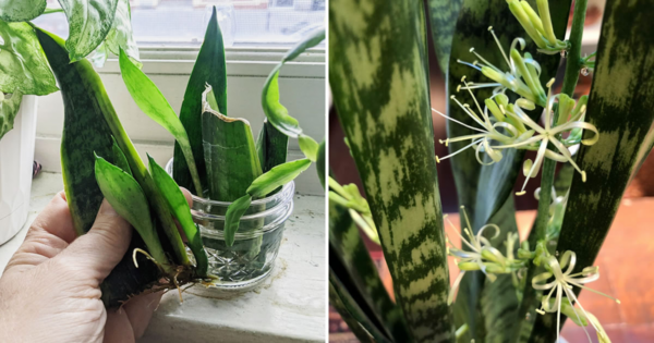 Como propagar a sansevieria e fazê-la florescer