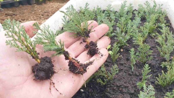 Como propagar cipreste e thuja de maneira simples – aqui está a técnica dos jardineiros