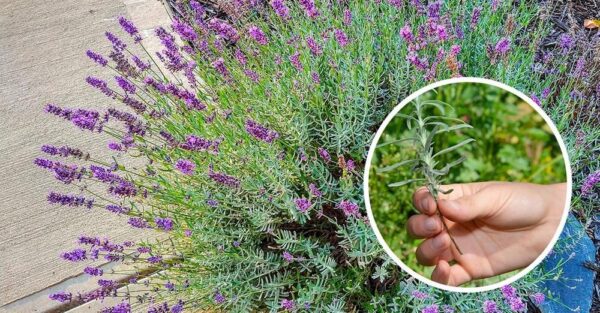 Como propagar lavanda com mudas
