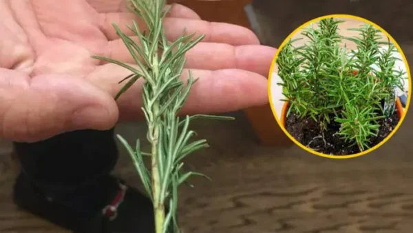 Como propagar o alecrim a partir de um raminho