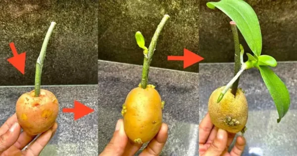 Como propagar orquídeas a partir de ramos de flores: multiplica-se infinitamente