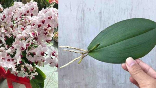 Como propagar orquídeas infinitamente a partir de uma única folha