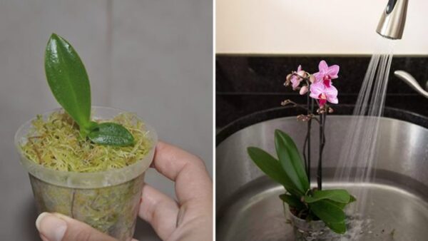 Como propagar orquídeas para não precisar comprá-las novamente