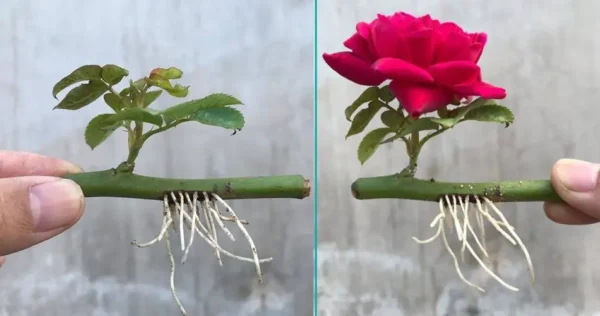 Como propagar rosas com um copo d’água: elas florescerão em poucos dias