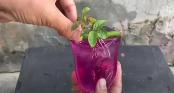 Como propagar rosas com um copo d’água