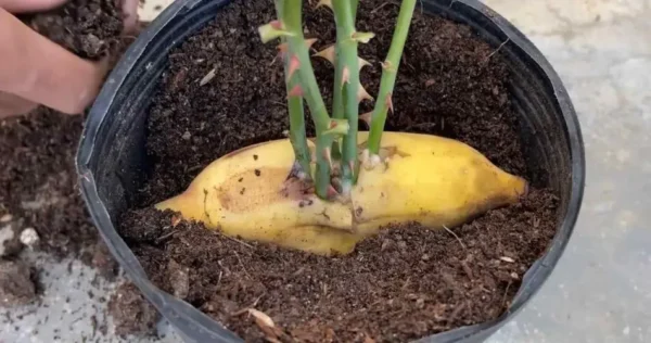 Como propagar rosas infinitamente (grátis) usando o método da banana