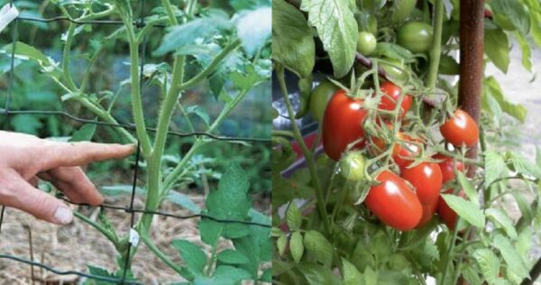 Como propagar um tomateiro