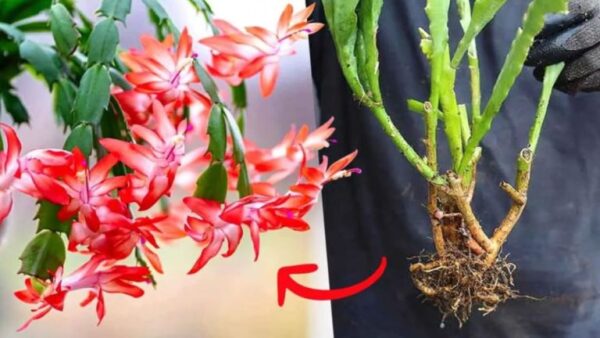 Como propagar uma orquídea cacto a partir de caules
