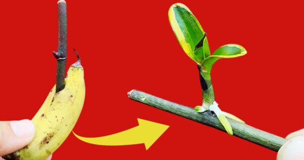 Como propagar uma orquídea, você só precisa de uma casca de banana: muito simples