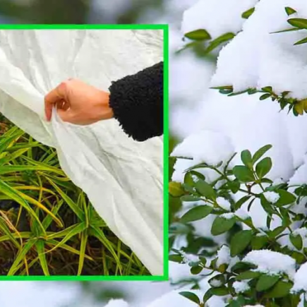 Como proteger as plantas da geada e do frio em dezembro
