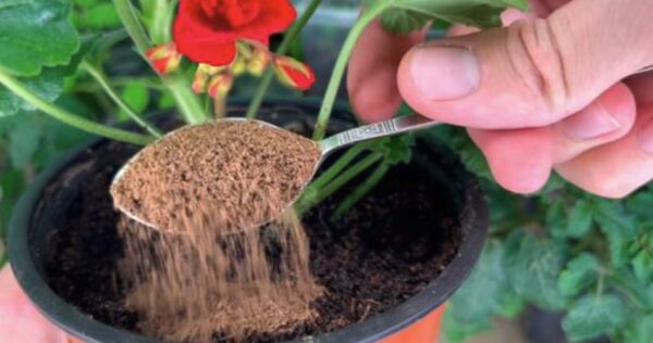 Como proteger as plantas de pragas: o método da canela