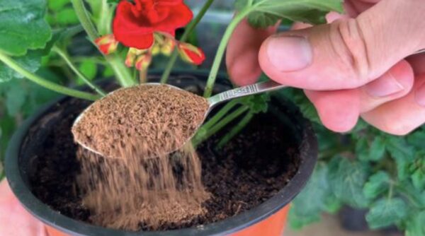 Como proteger as plantas dos parasitas: o método da canela