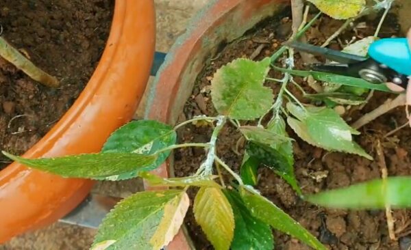 Como proteger as plantas dos pulgões: 5 dicas úteis