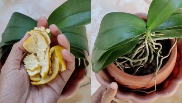 Como proteger orquídeas de insetos: o método simples e natural