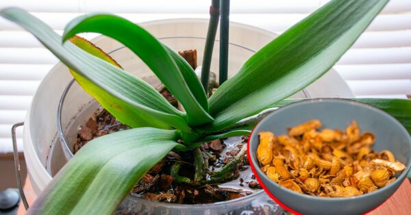 Como reaproveitar cascas de amendoim para plantas: 2 maneiras de evitar jogá-las fora