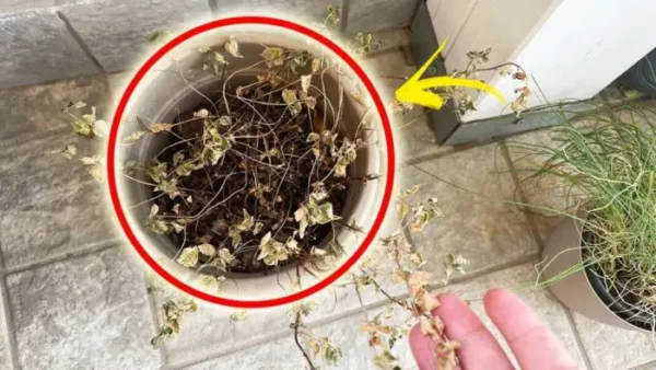 Como recuperar plantas secas após as férias?