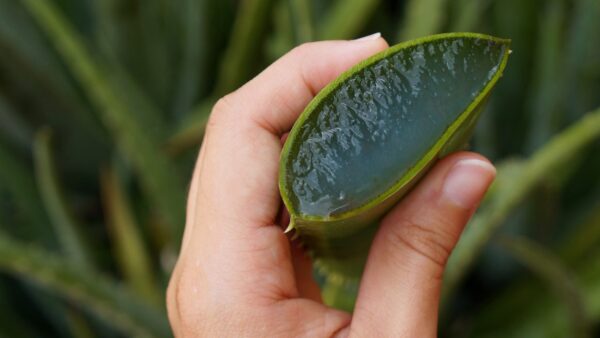 Como recuperar um aloe vera que está morrendo, só assim você poderá revigorá-lo