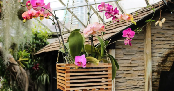 Como recuperar uma orquídea murcha ou danificada