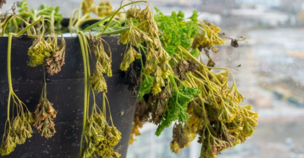 Como regar e manter suas plantas vivas durante as férias?