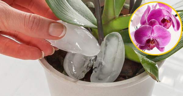 Como regar orquídeas sem apodrecer as raízes: mantenha-as cheias de flores