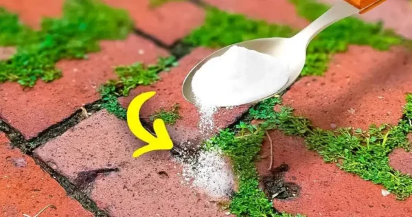 Como remover ervas daninhas e musgo do pavimento?