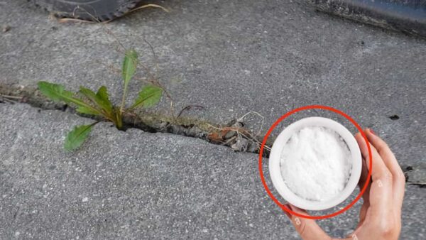 Como remover ervas daninhas naturalmente: 60 centavos são suficientes