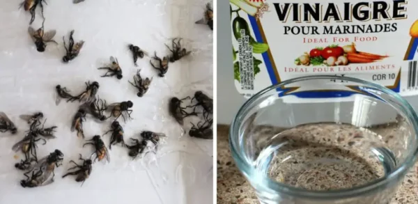 Como repelir moscas com vinagre: truques caseiros para repeli-las