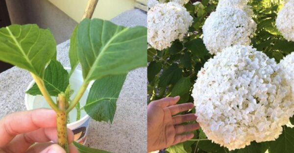 Como replicar flores: o método DIY simples e eficaz