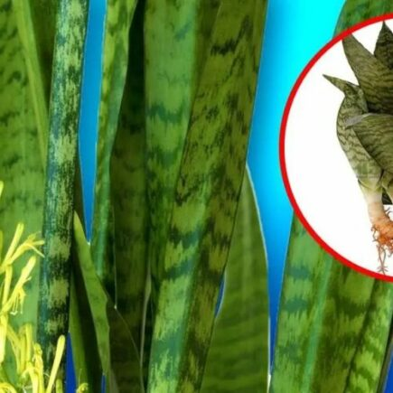 Como reproduzir a linguagem da sogra com apenas uma folha?