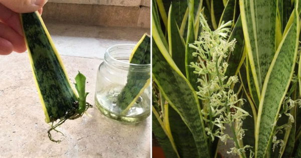 Como reproduzir a sansevieria com uma única folha e fazê-la florescer