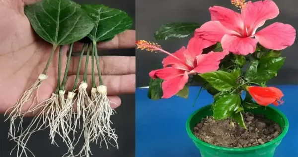 Como reproduzir hibisco a partir de folhas – novo método muito simples!