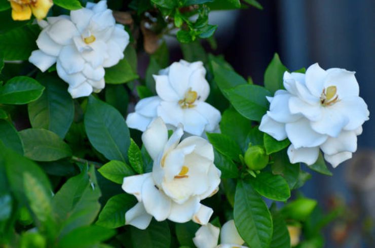 Gardenia Gardênia