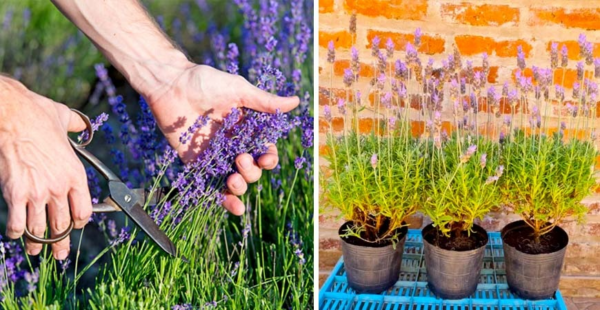 Como reproduzir lavanda por meio de estacas