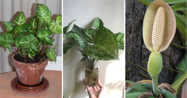 Como reproduzir o syngonium a partir de uma folha e fazê-lo florescer