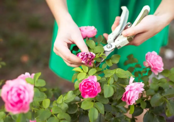 Como reproduzir rosas a partir do caule para obter dezenas delas