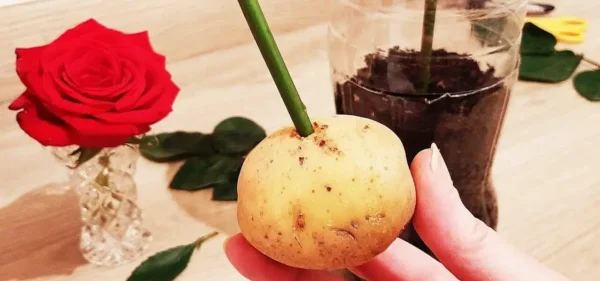 Como reproduzir rosas com 1 batata: só assim elas se multiplicarão infinitamente.