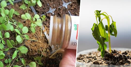 Como ressuscitar plantas com canela