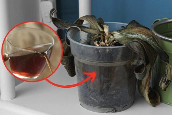 Como revigorar orquídeas moribundas: o método natural e eficaz