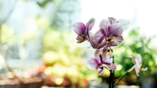 Como revigorar uma orquídea: 4 truques e como fazer a transferência