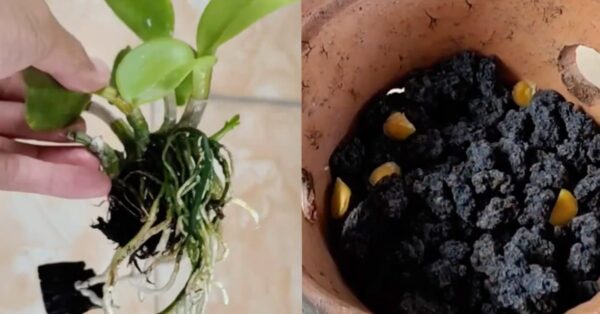 Como revigorar uma orquídea moribunda: o método natural com açafrão