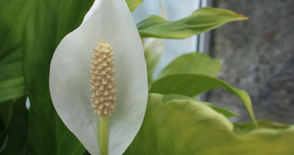 Como reviver um berço de Moisés? Explicamos passo a passo