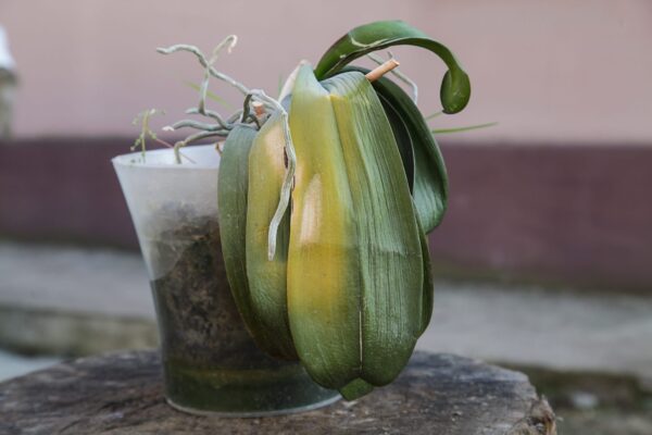 Como reviver uma orquídea moribunda com chalotas e aloe vera
