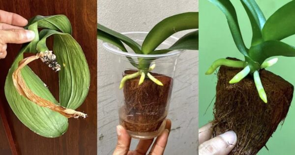 Como reviver uma orquídea moribunda usando um método simples e eficaz