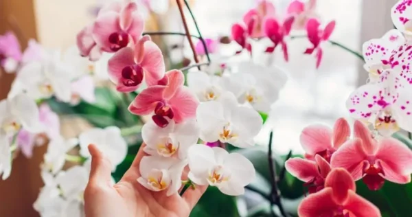 Como salvar uma orquídea: como fazê-la florescer novamente em 5 passos fáceis