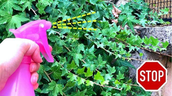 Como se livrar da hera? 7 herbicidas naturais e eficazes
