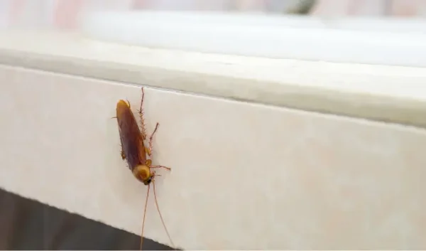 Como se livrar das baratas com produtos naturais?