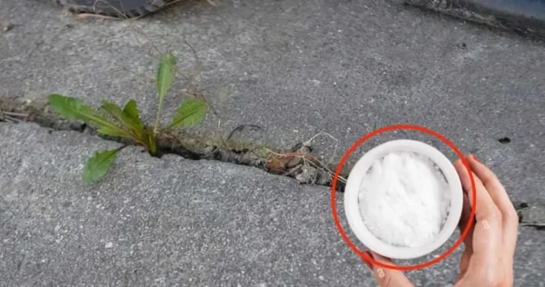 Como se livrar das ervas daninhas naturalmente: 60 centavos é o suficiente