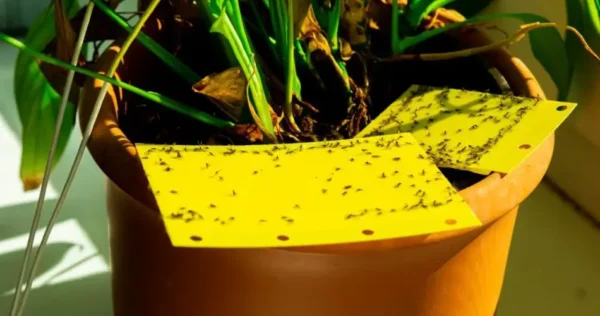 Como se livrar dos mosquitos? Métodos eficazes para preveni-los e eliminá-los de sua casa