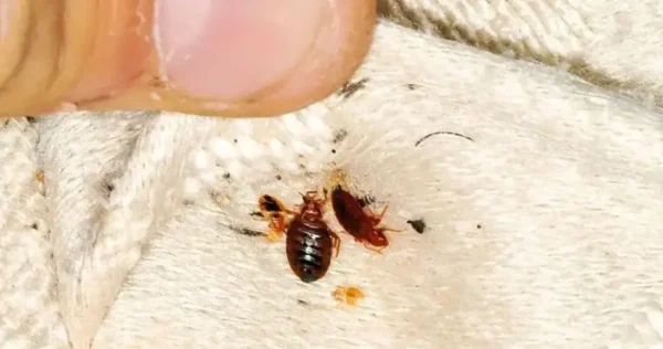 Como se proteger dos percevejos no hotel?