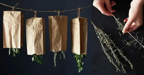 Como secar ervas aromáticas para tê-las o ano todo